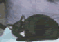 Gefährlichkatze