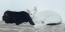 Stofftiere?